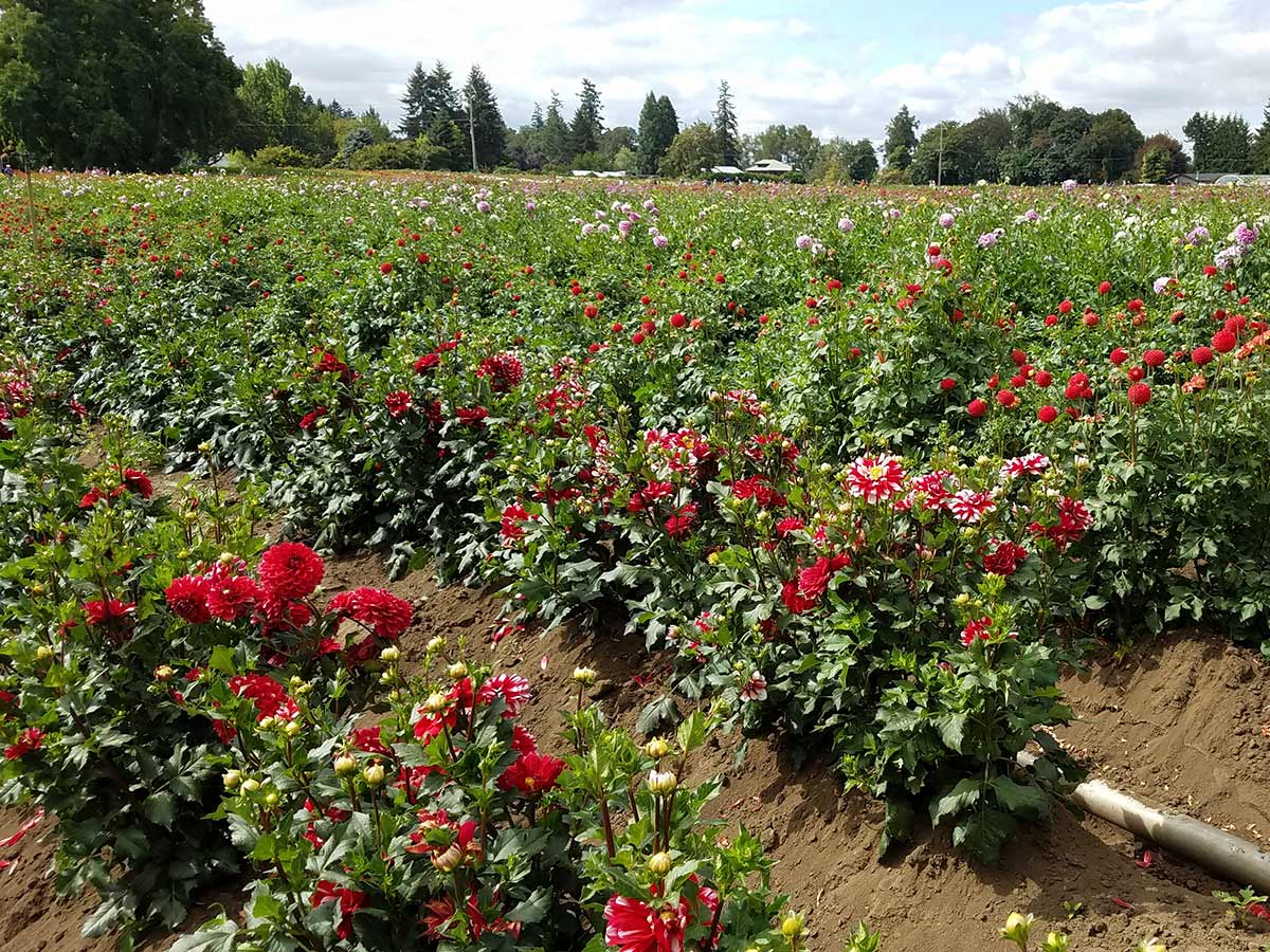 Field of colourful dahlias of The Dahlia Expert