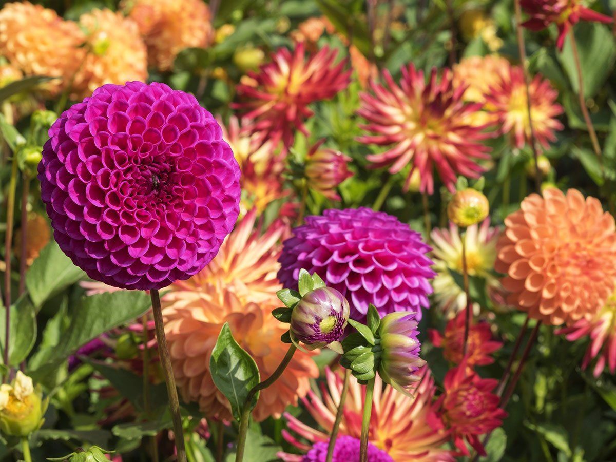 Beautiful field of dahlias from The Dahlia Expert