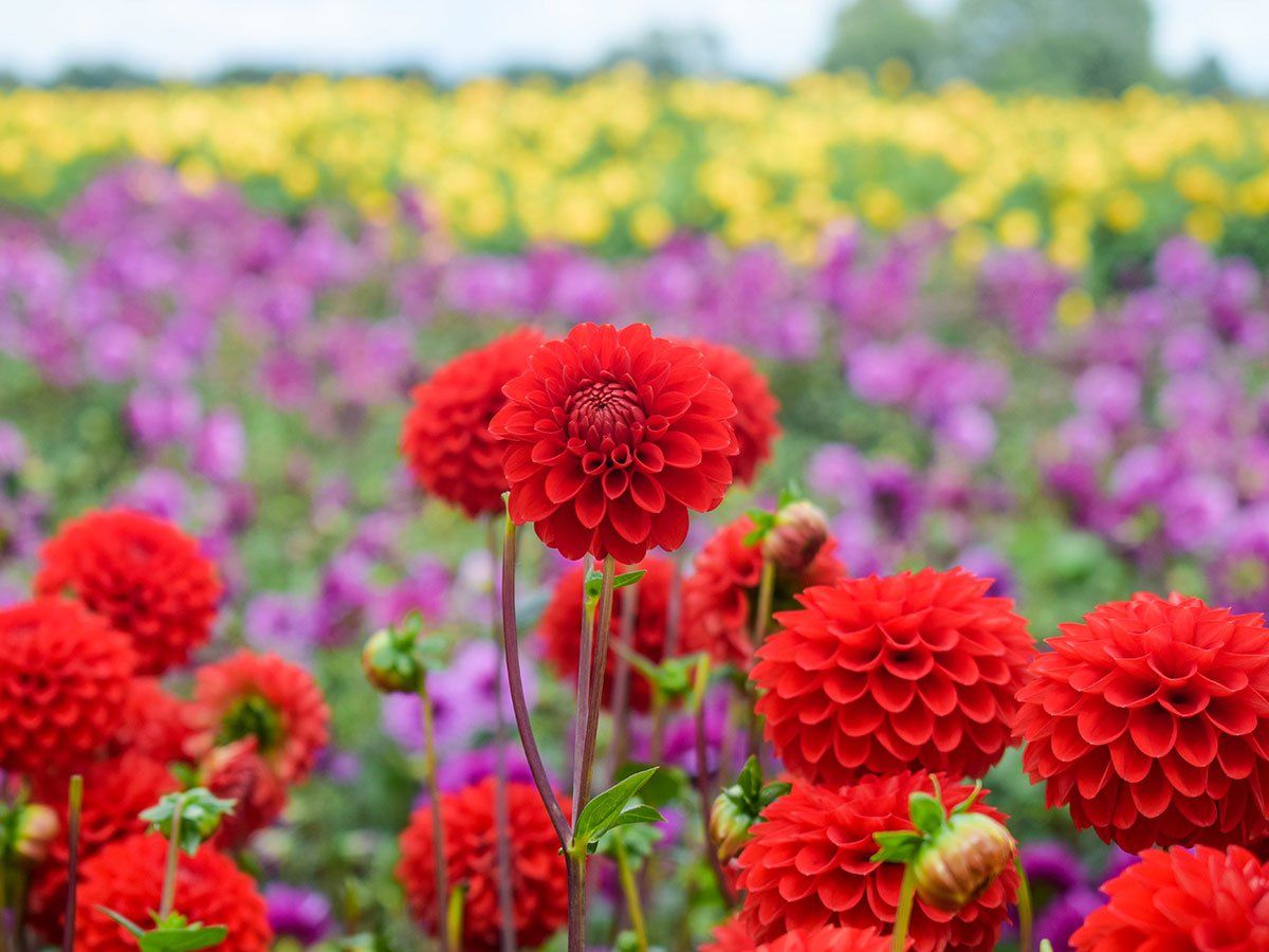 Dahlia fields of The Dahlia Expert