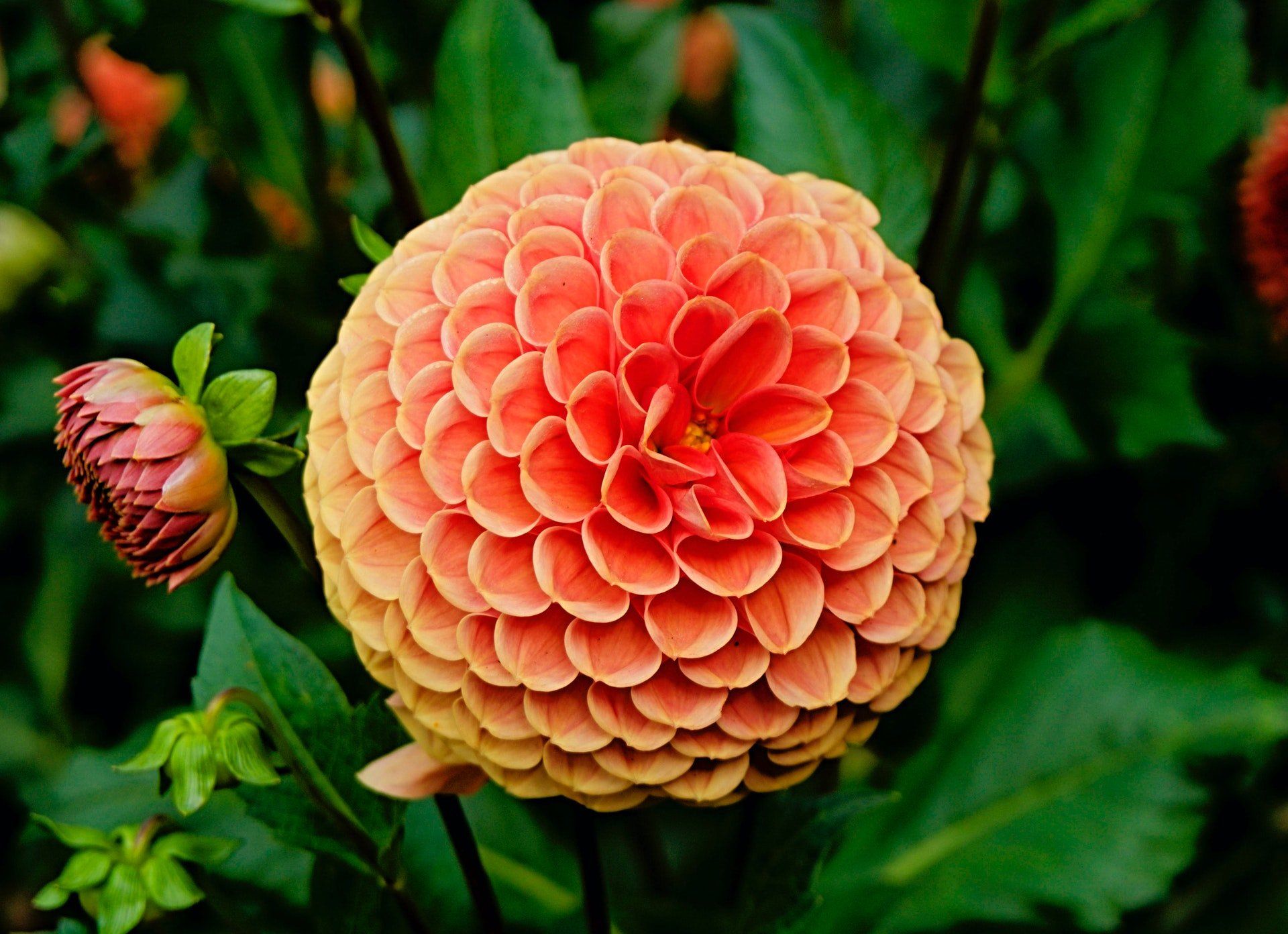 picture of dahlias that can be stored over the winter