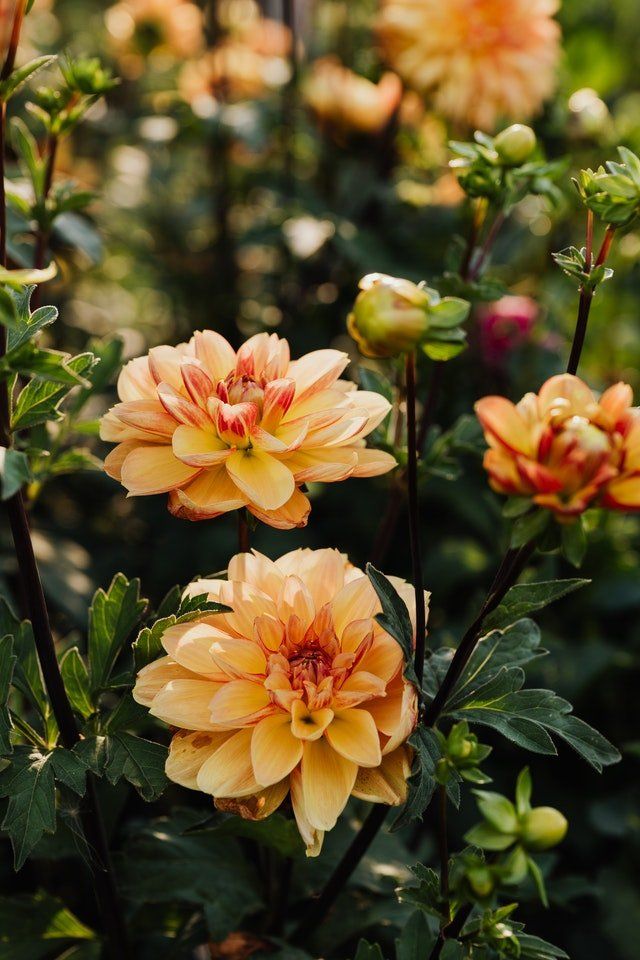 how to store dahlia tubers in winter