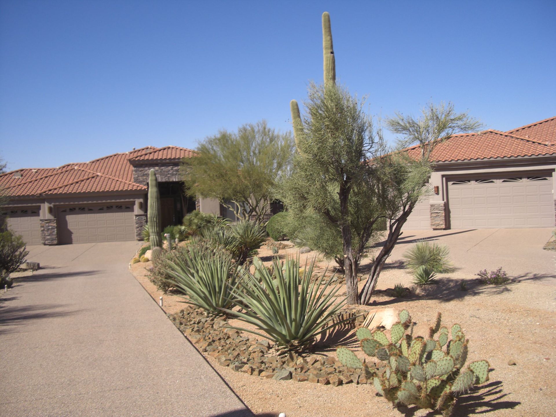 A house with a cactus in front of it