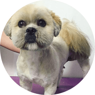 Groomed dogs