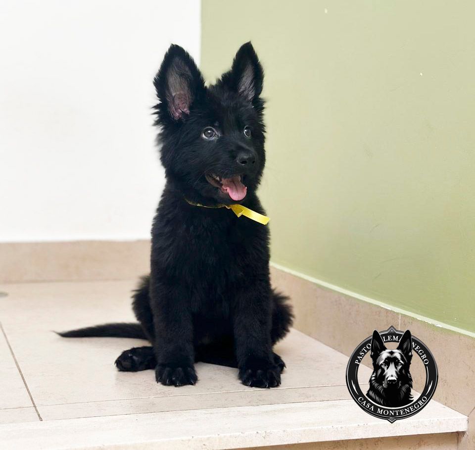 cachorro pastor aleman negro