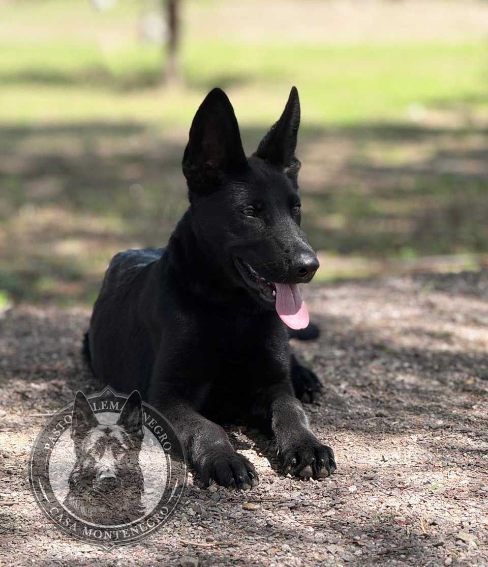pastor aleman negro