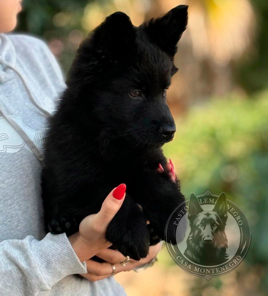 cachorro pastor aleman negro