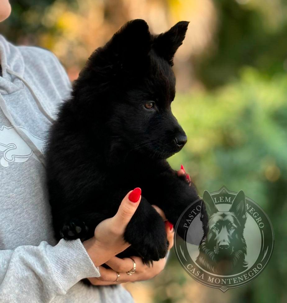 cachorro pastor aleman negro