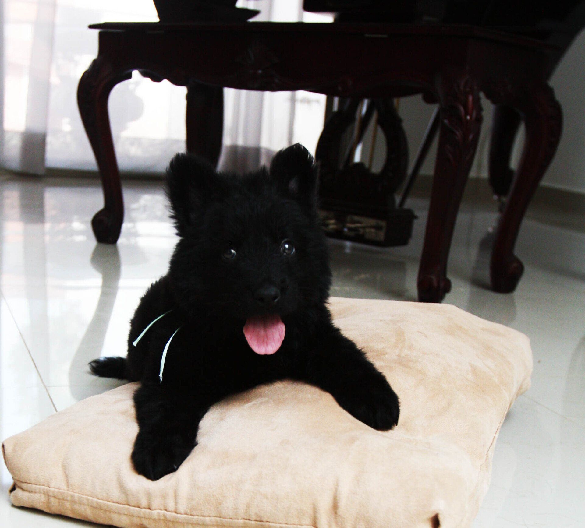 pastor aleman negro en venta