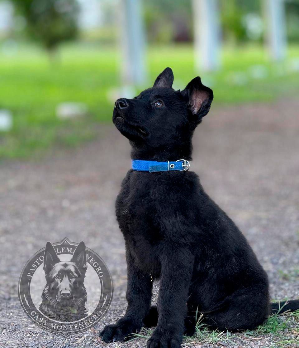 cachorro pastor aleman negro