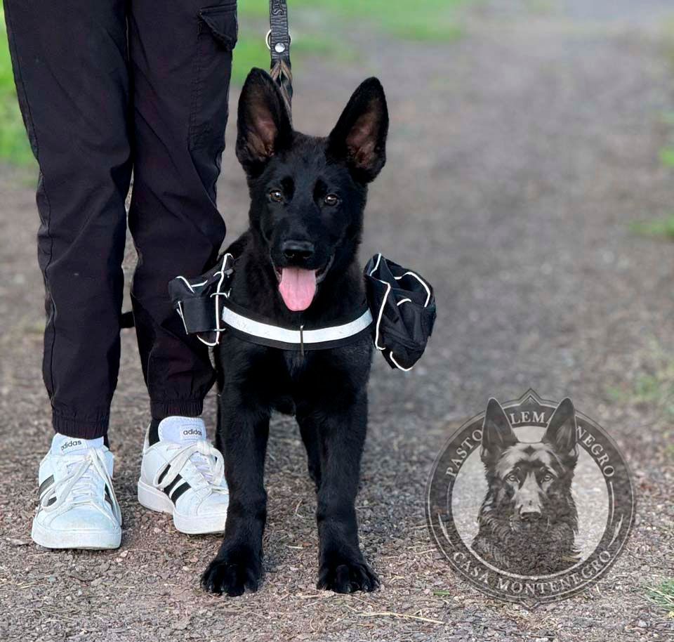 cachorro pastor aleman negro 