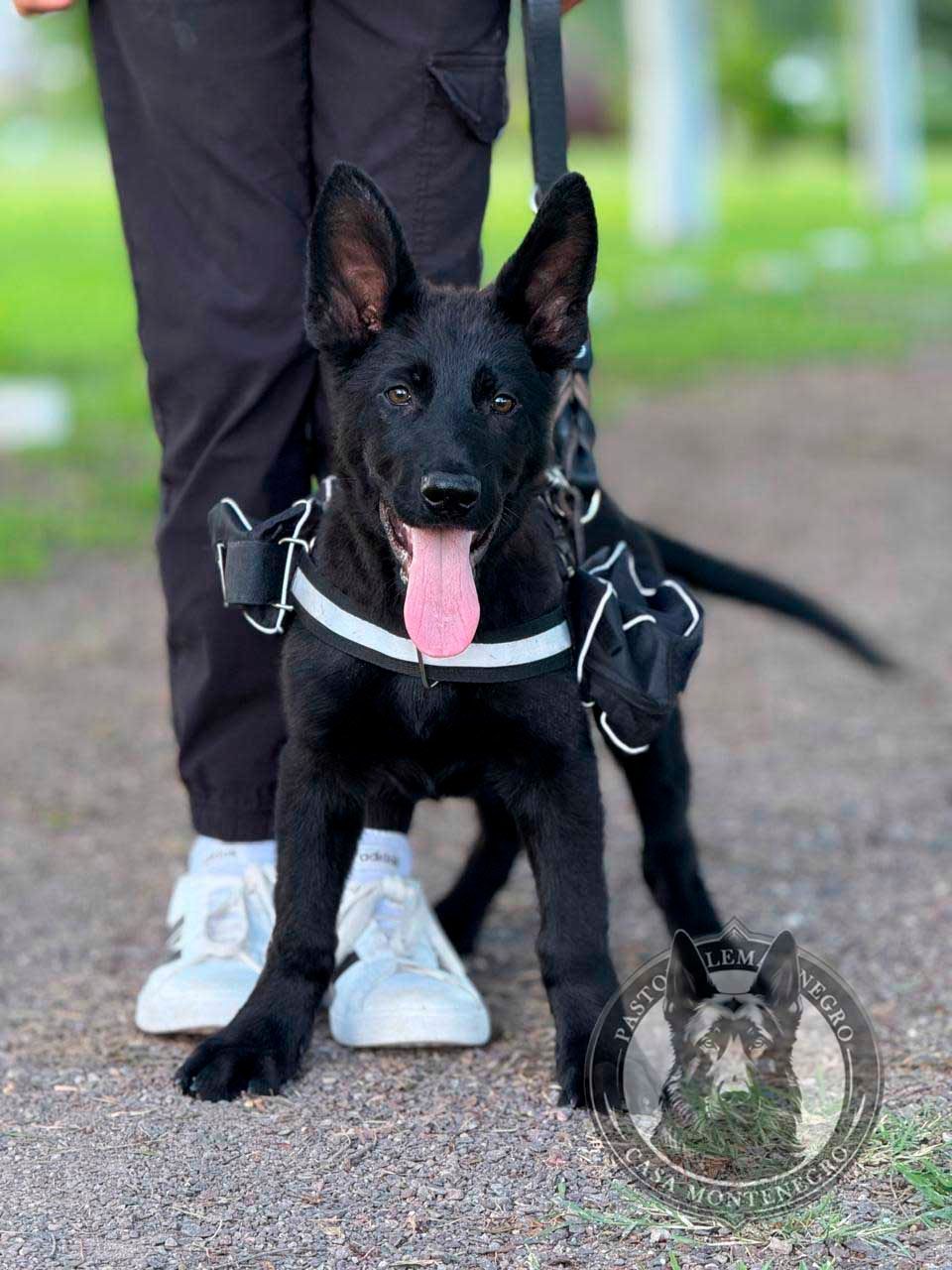 cachorro pastor aleman negro