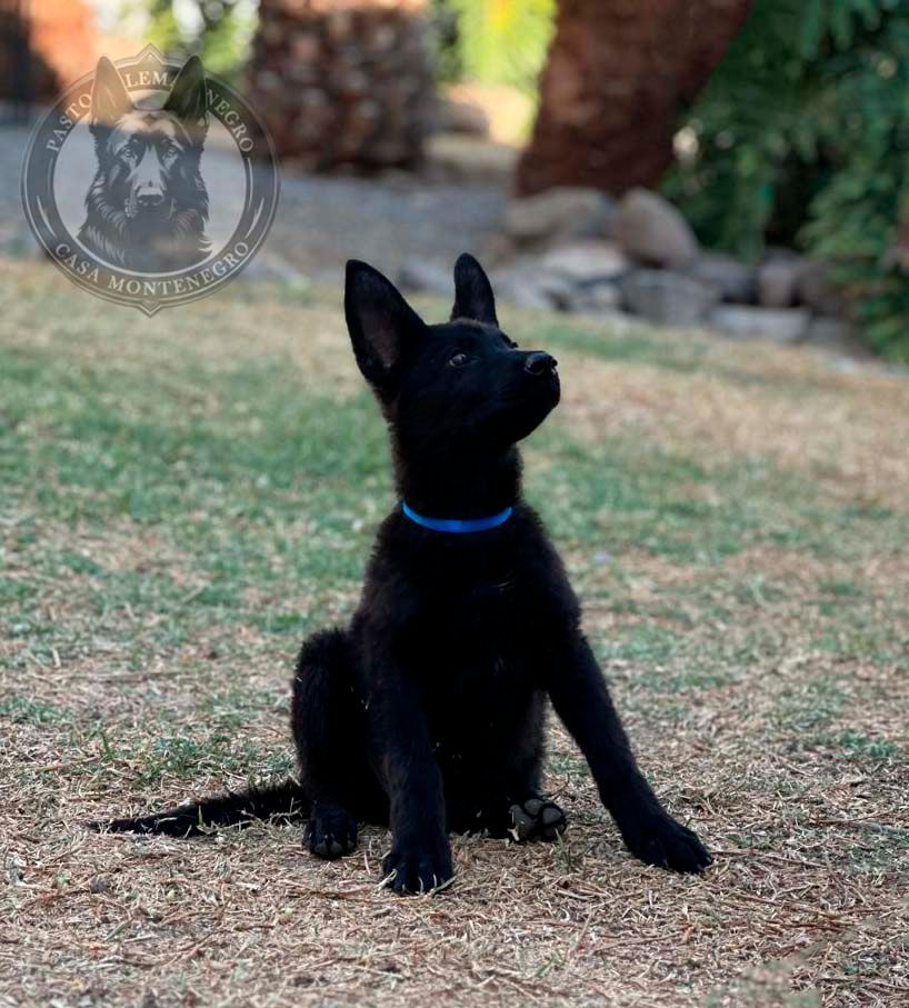 cachorro pastor aleman negro