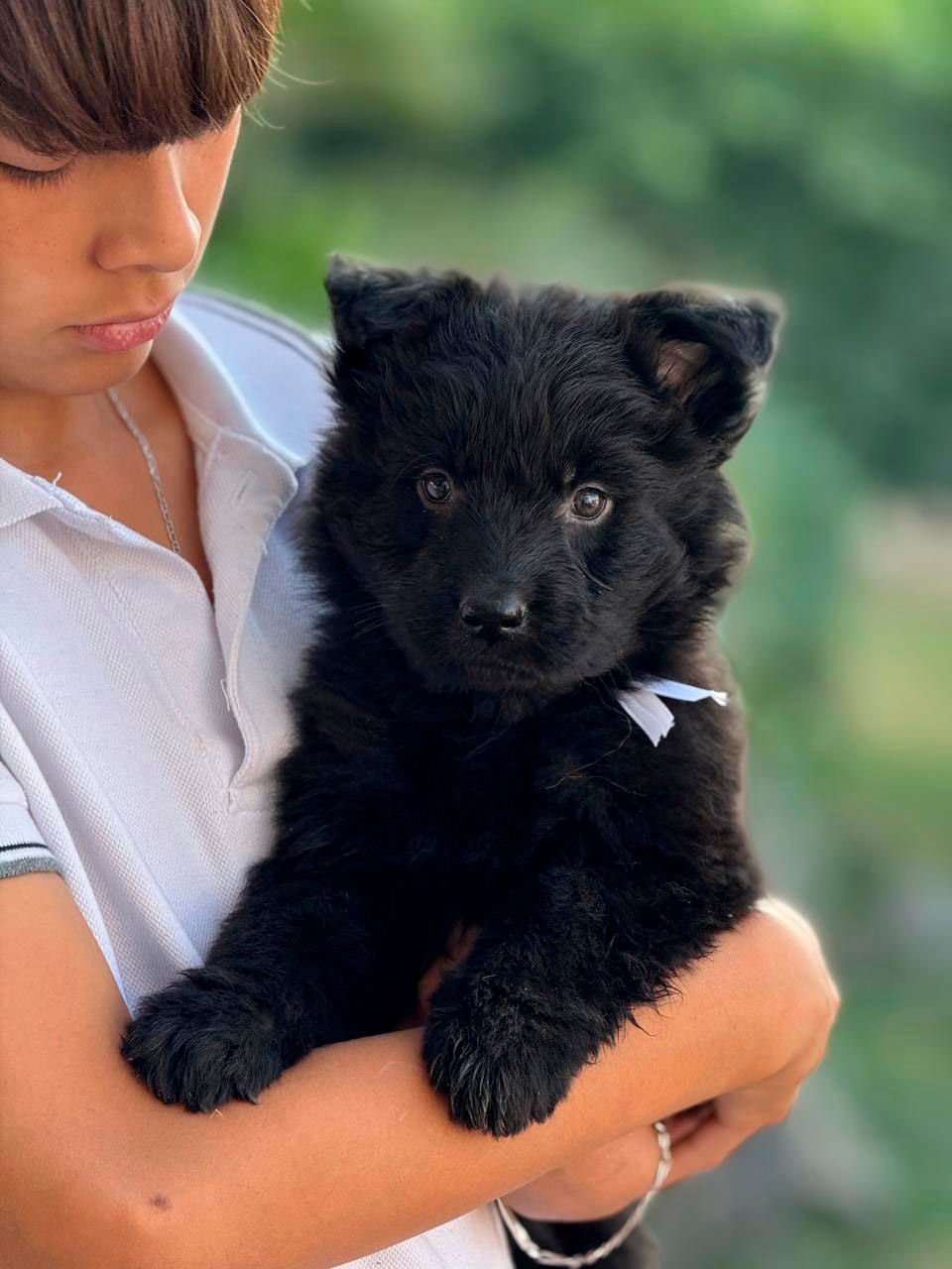 cachorro pastor aleman negro