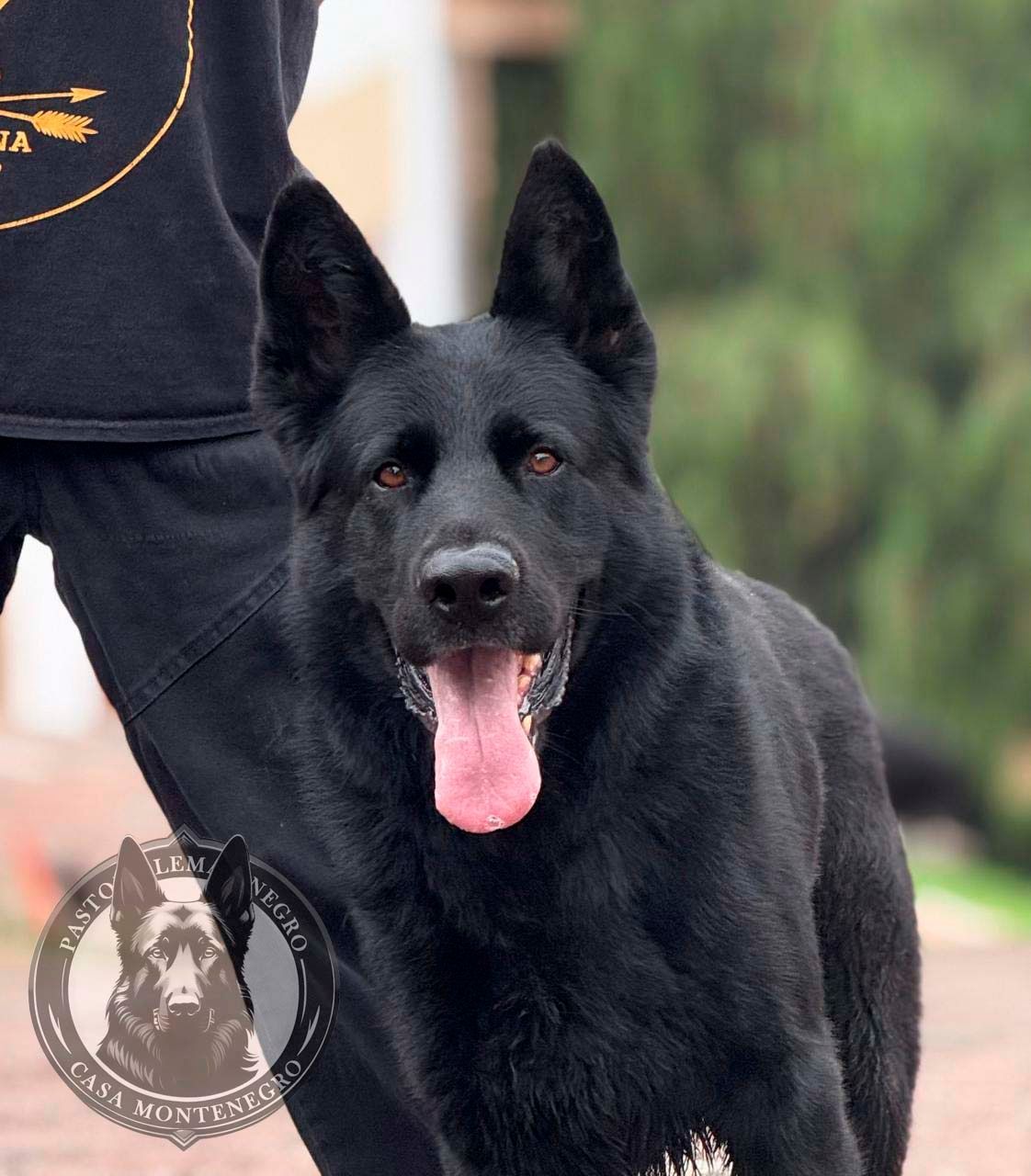 cachorros pastor aleman negro