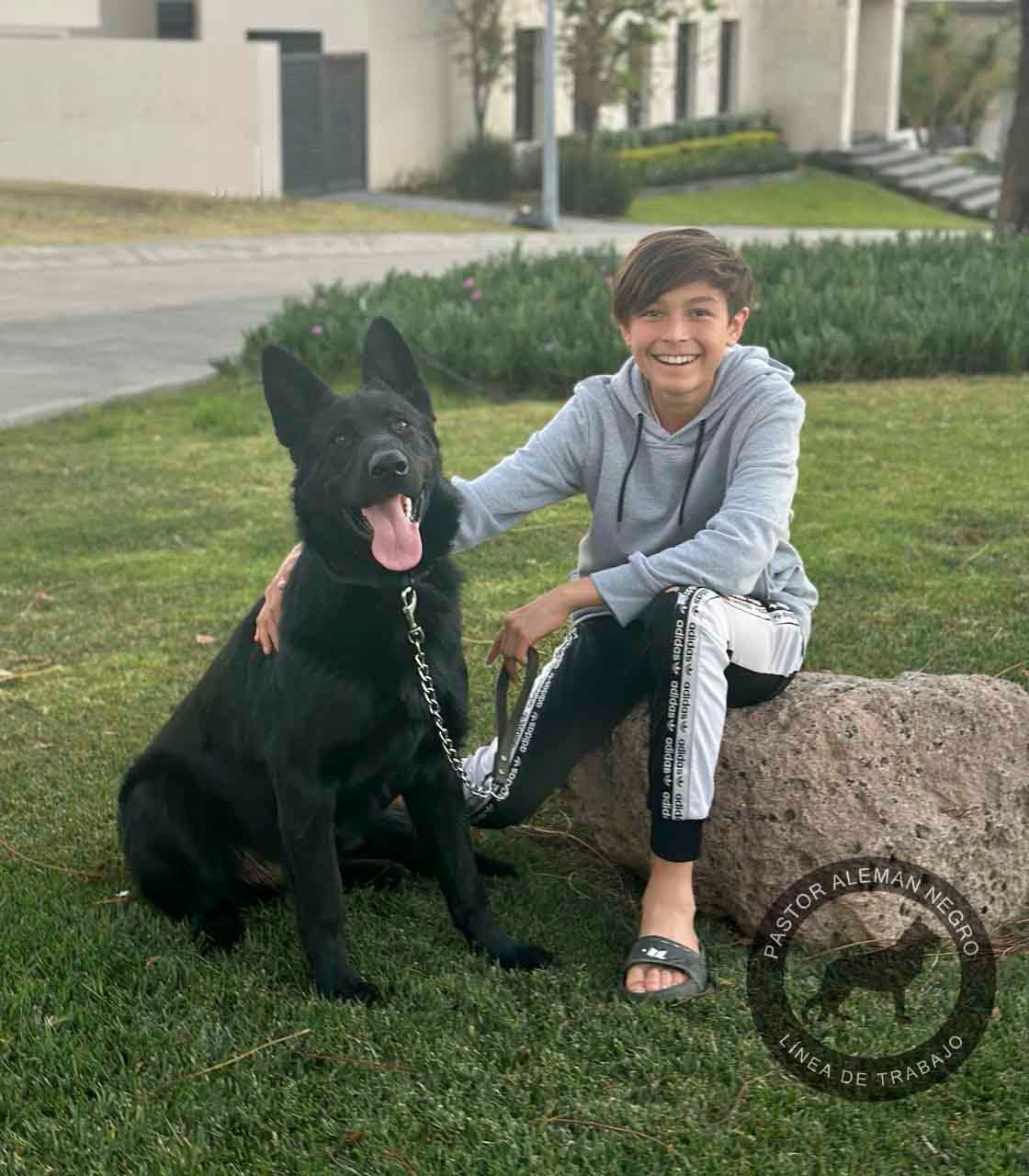 pastor aleman negro solido