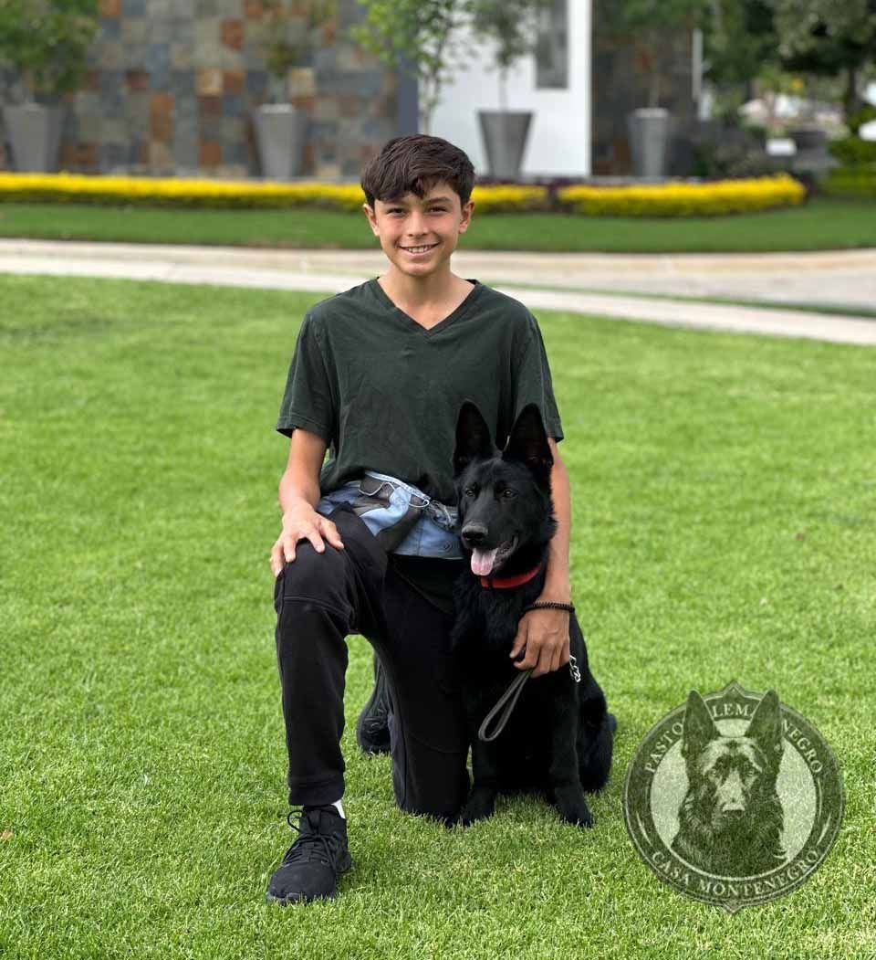 cachorro pastor aleman negro