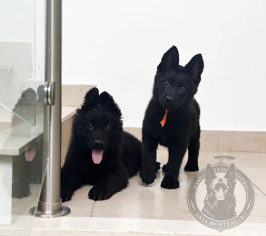 cachorro pastor aleman negro