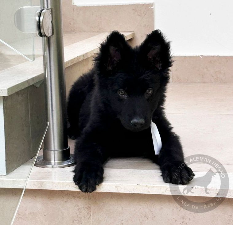 pastor aleman negro solido
