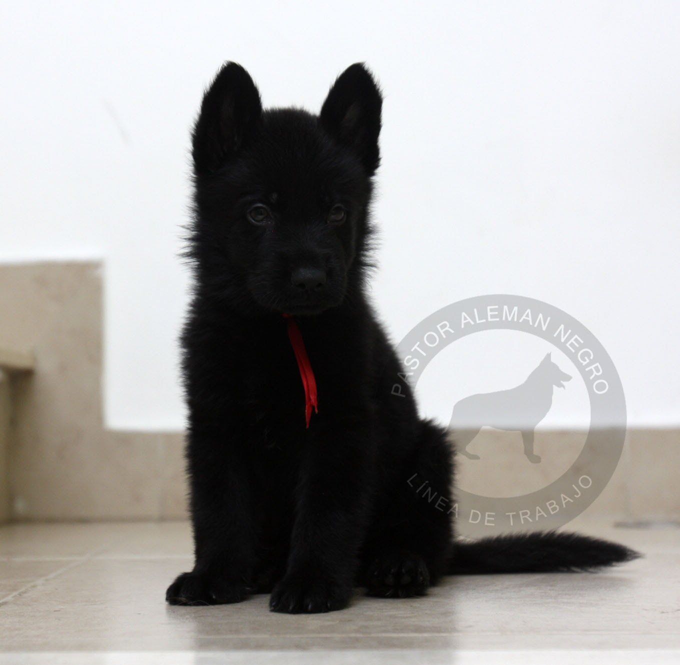 cachorro pastor aleman negro