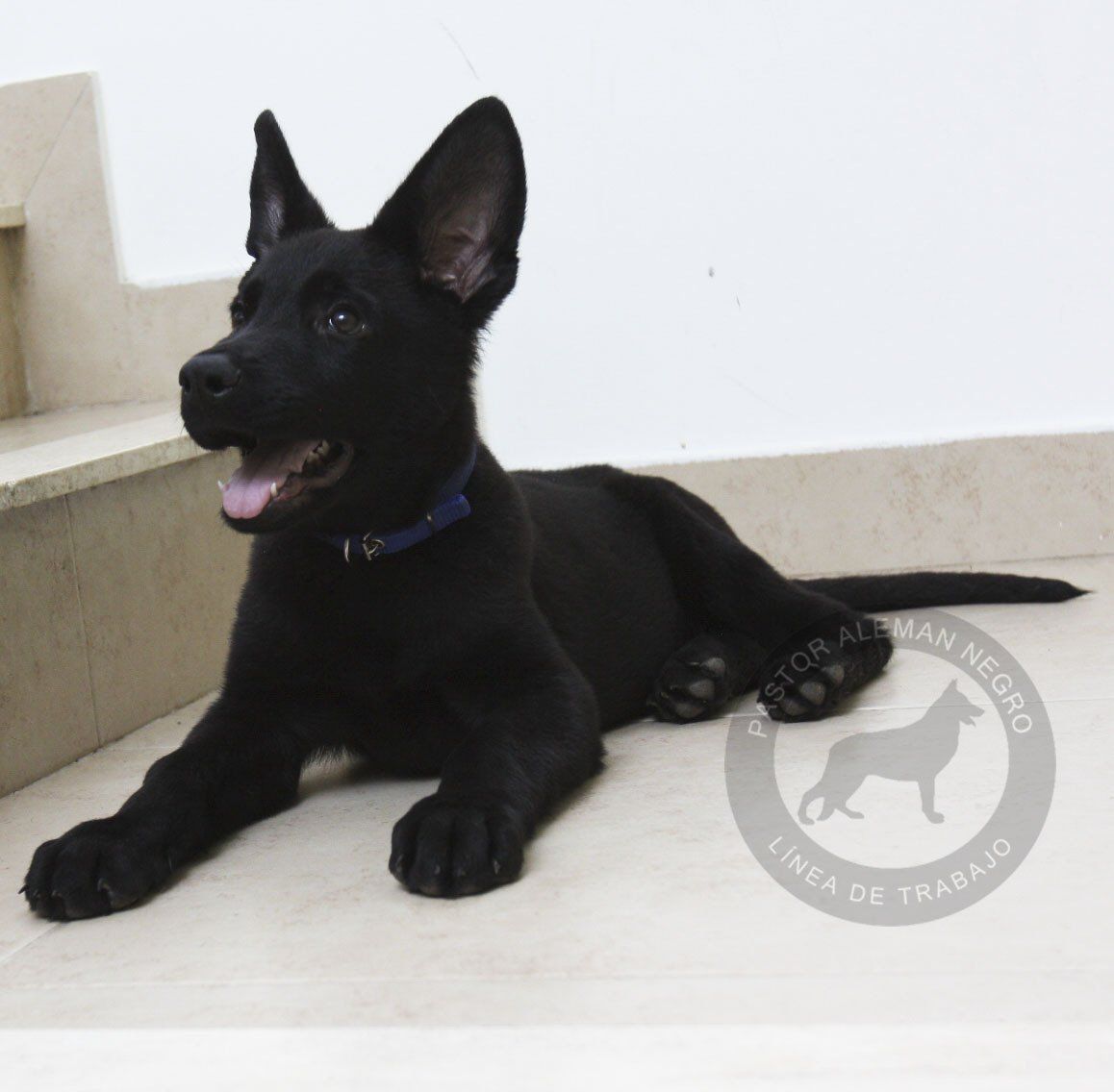 cachorro pastor aleman negro solido