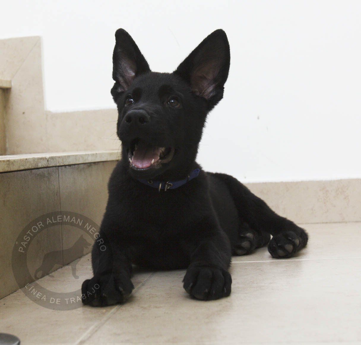 cachorro pastor aleman negro solido