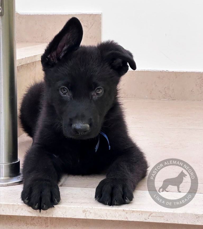 cachorro pastor aleman negro solido
