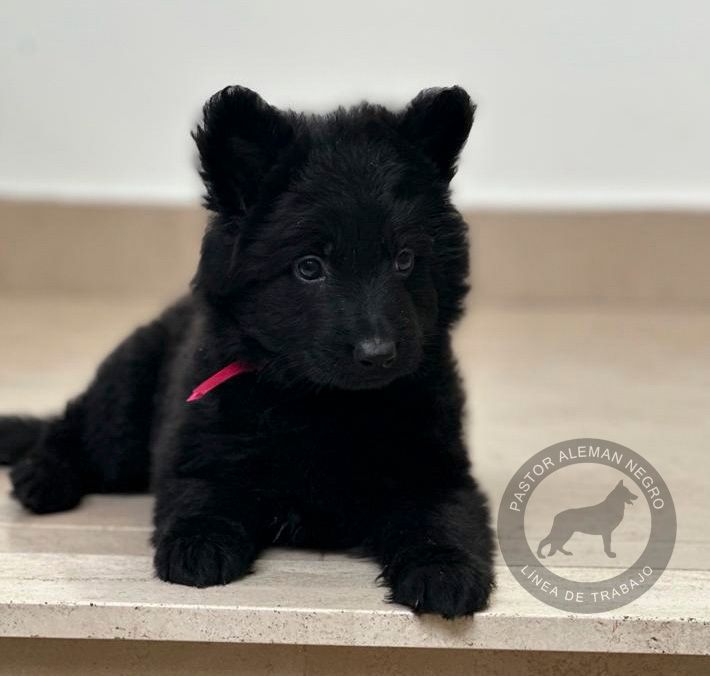 cachorro pastor aleman pelo largo