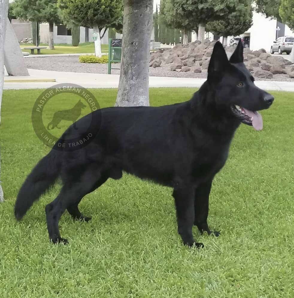 criadero de pastor aleman
