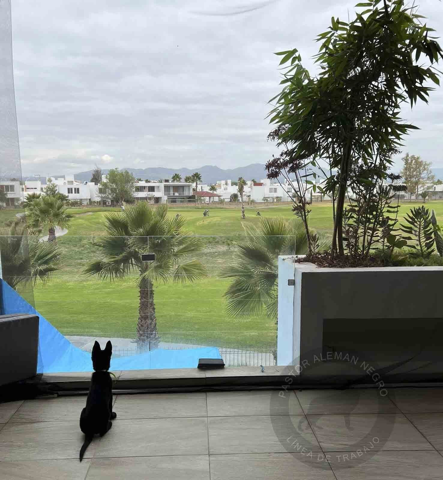 criadero de pastor aleman