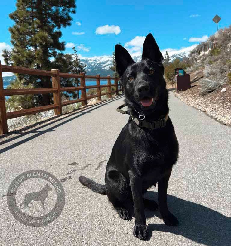 pastor aleman negro solido