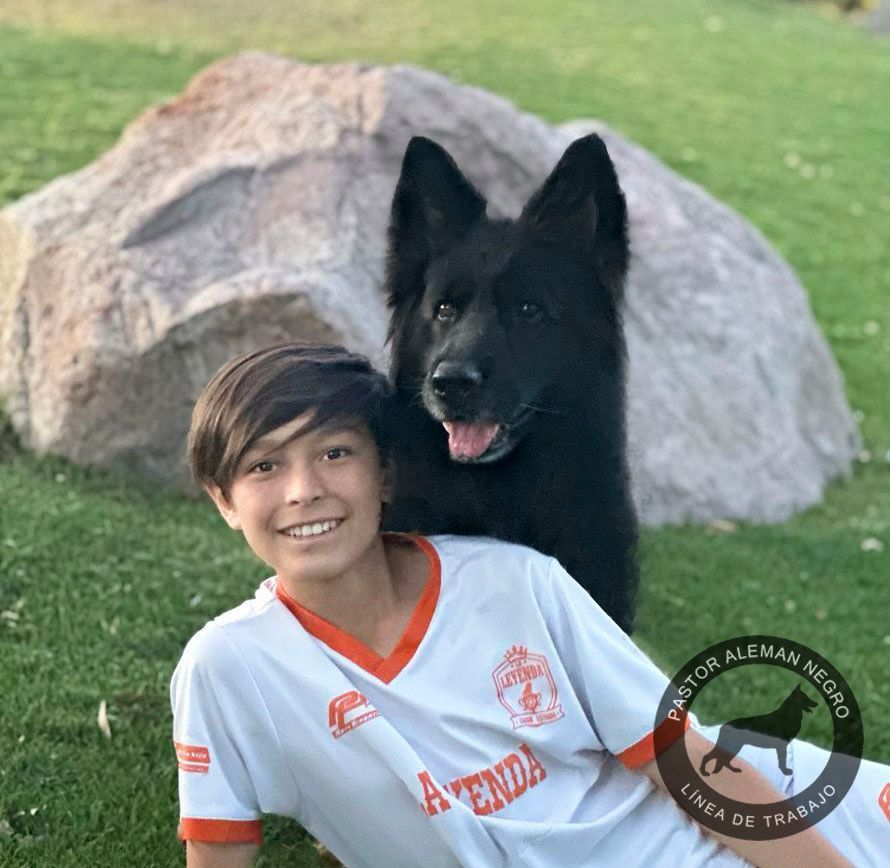 cachorro pastor aleman negro