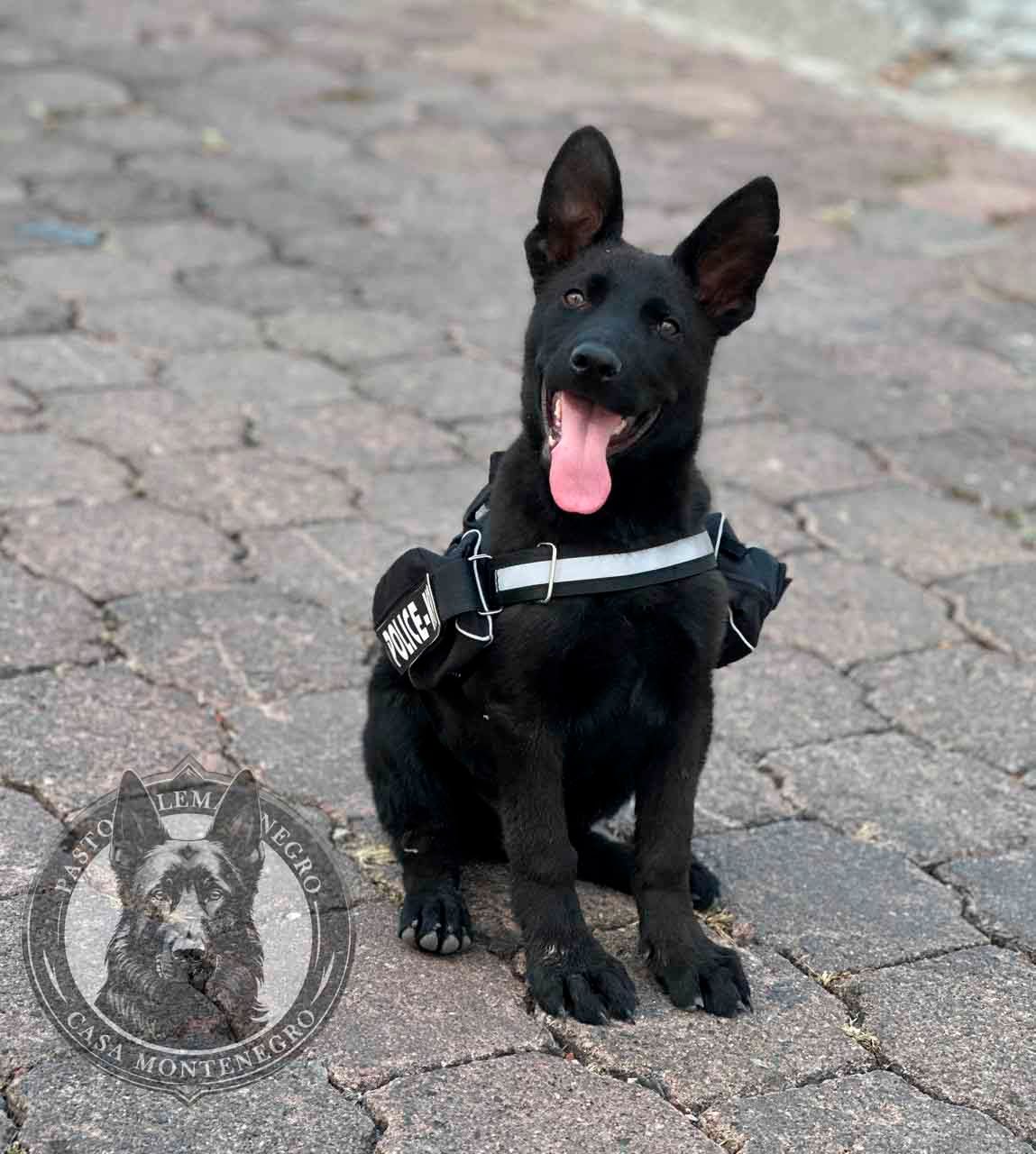 cachorro pastor aleman negro