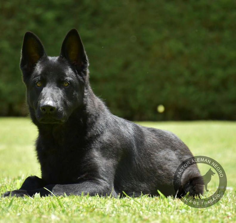 cachorro pastor aleman negro