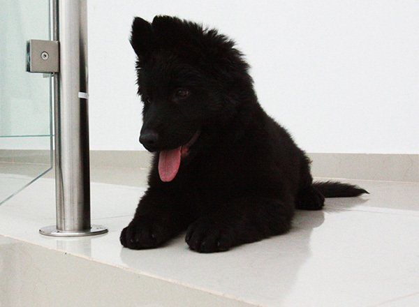 pastor aleman negro venta