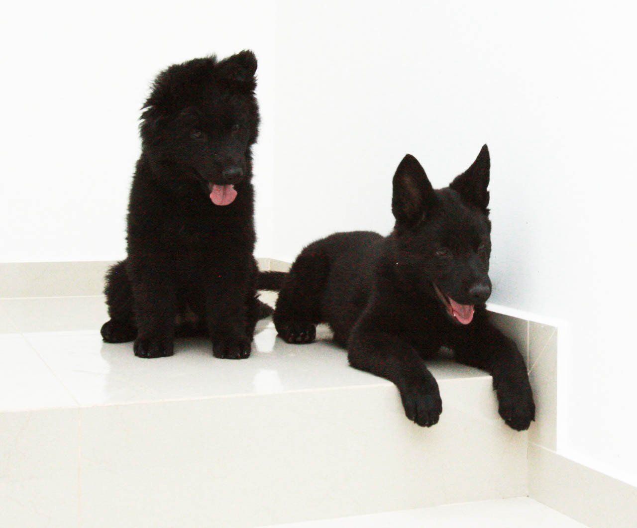 pastor aleman negro venta