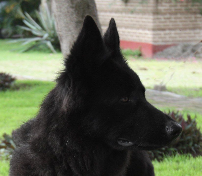 pastor aleman negro venta