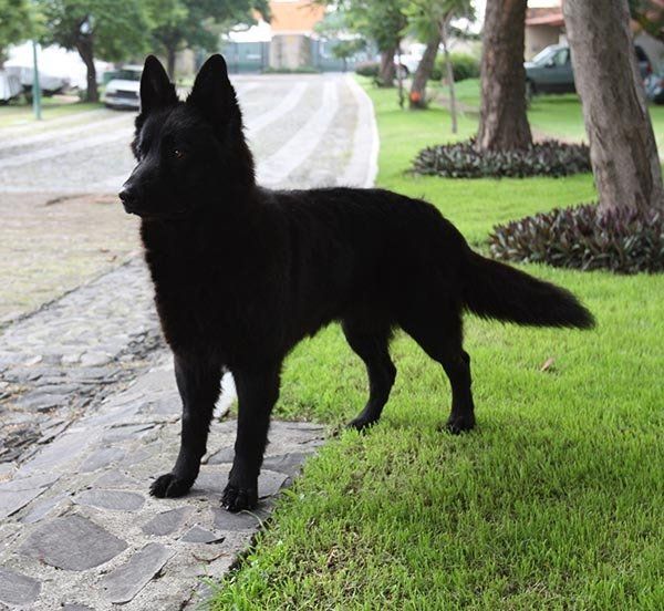 pastor aleman negro