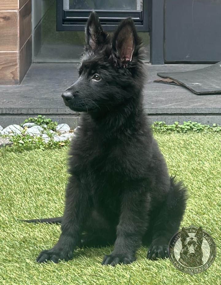 cachorro pastor aleman negro