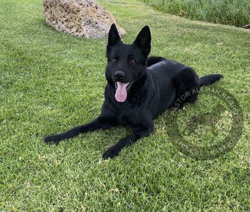 pastor aleman negros en venta