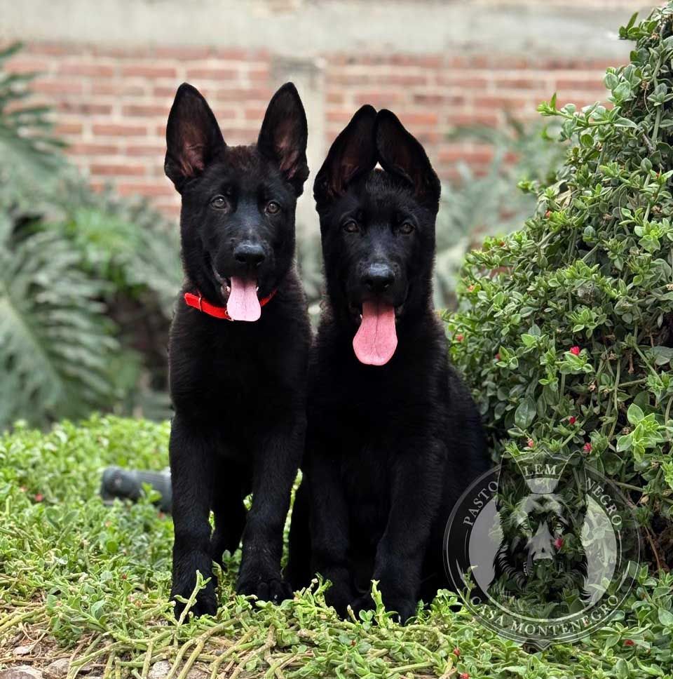 cachorro pastor aleman negro