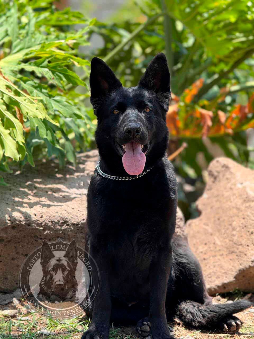 cachorros pastor aleman negro en venta