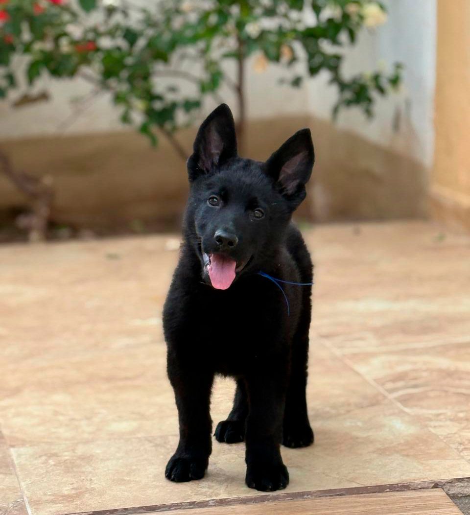 pastor aleman negro en venta