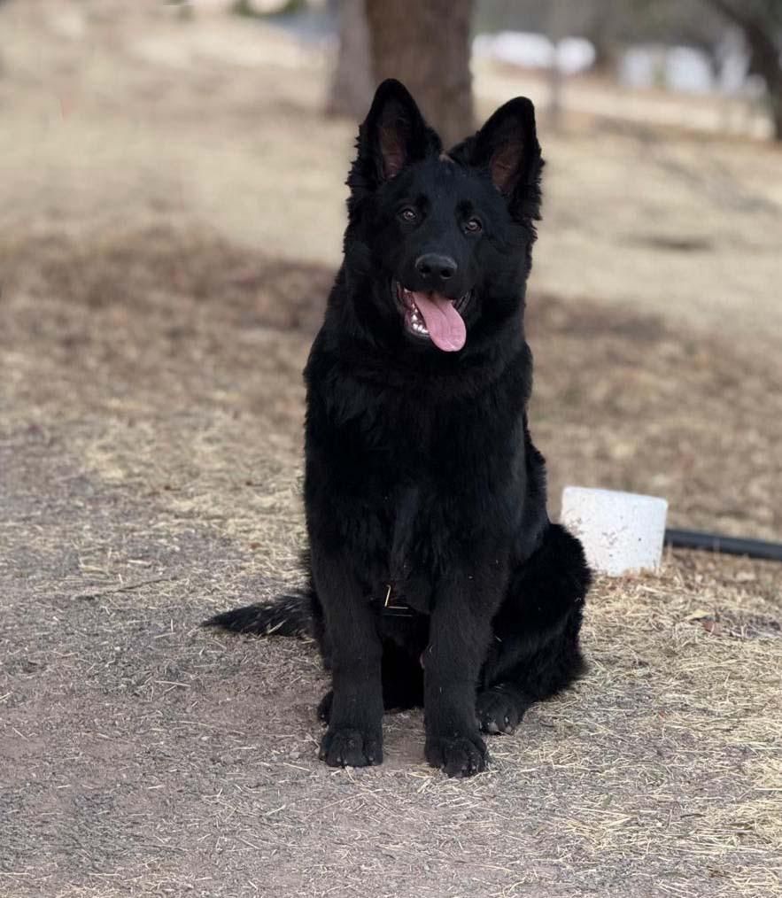 cachorro pastor aleman negro