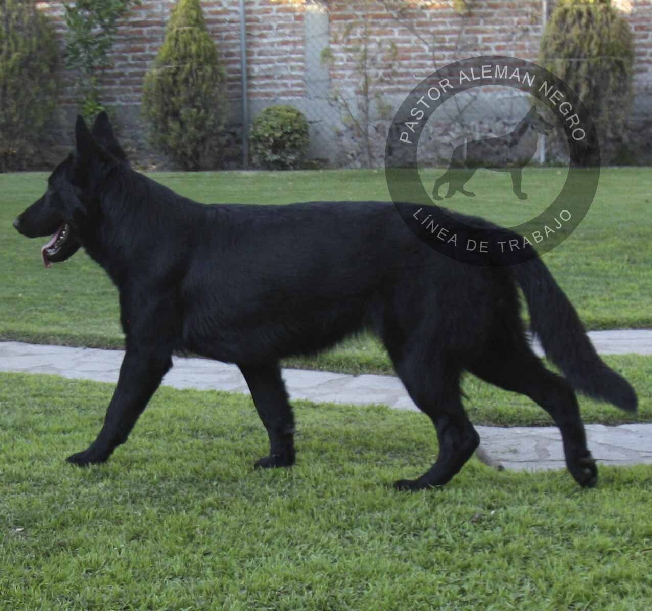 pastor aleman en venta