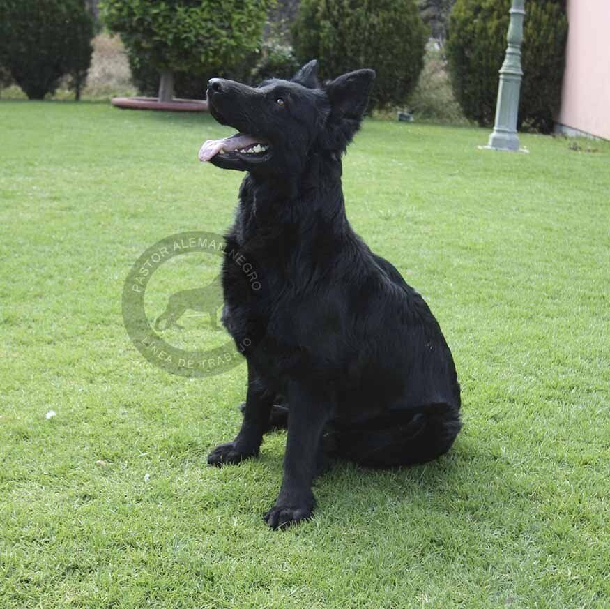 pastor aleman en venta