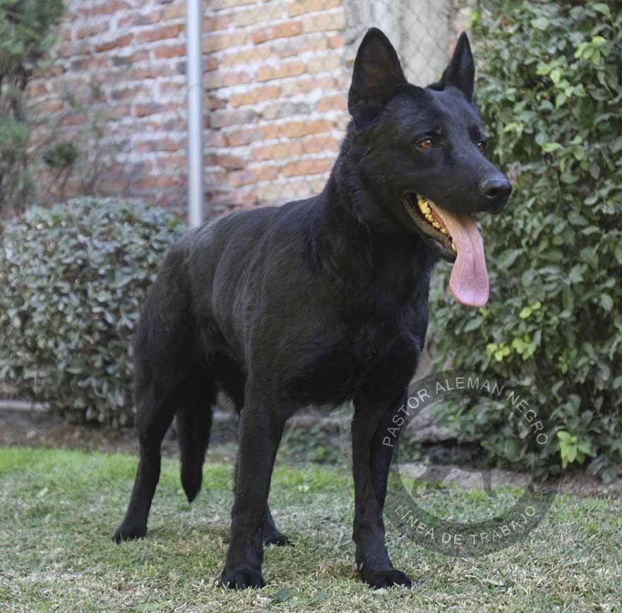 pastor aleman en venta