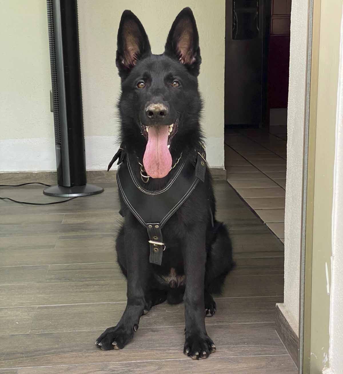 pastor aleman linea de trabajo