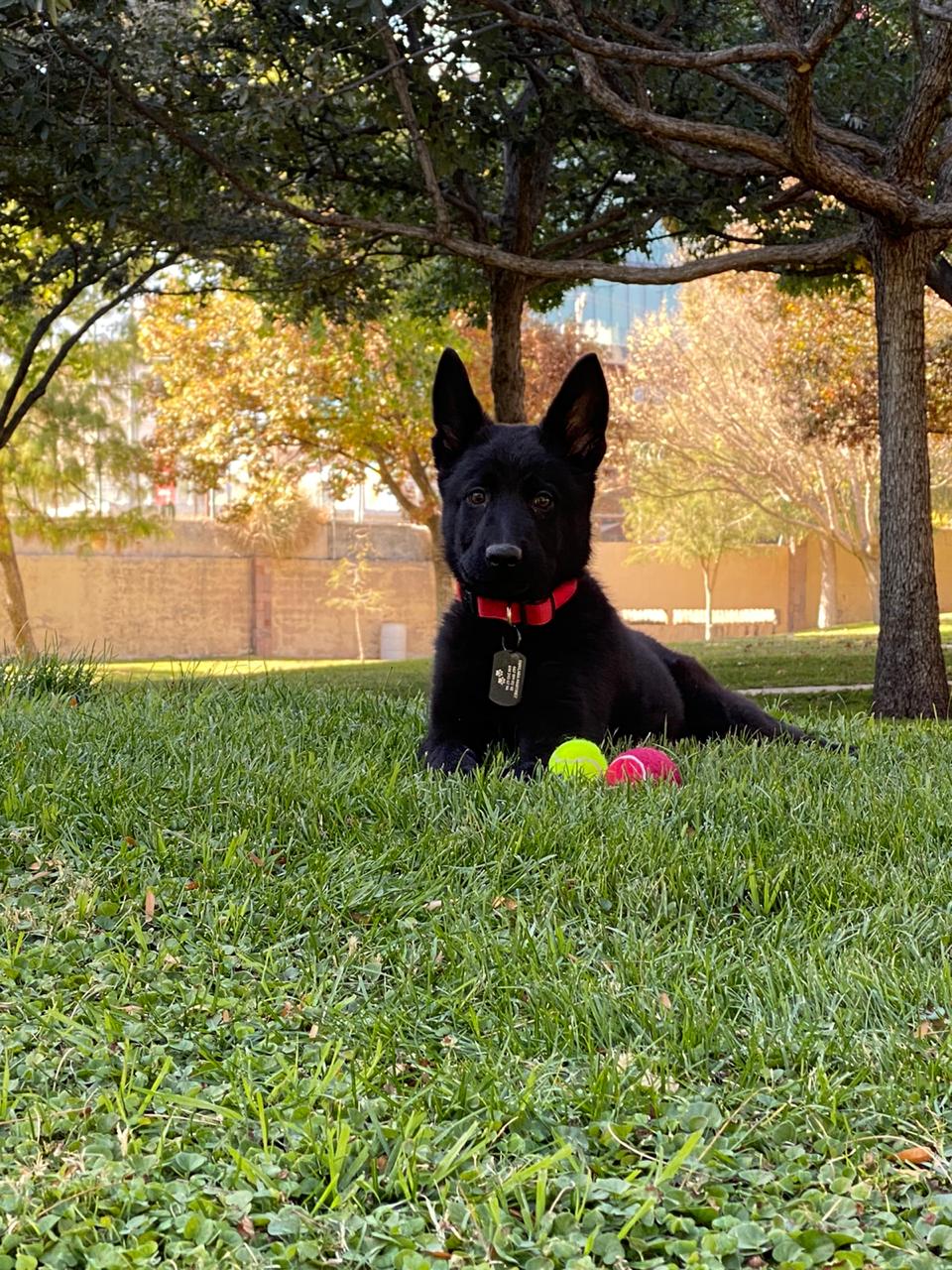 pastor aleman negro linea de trabajo
