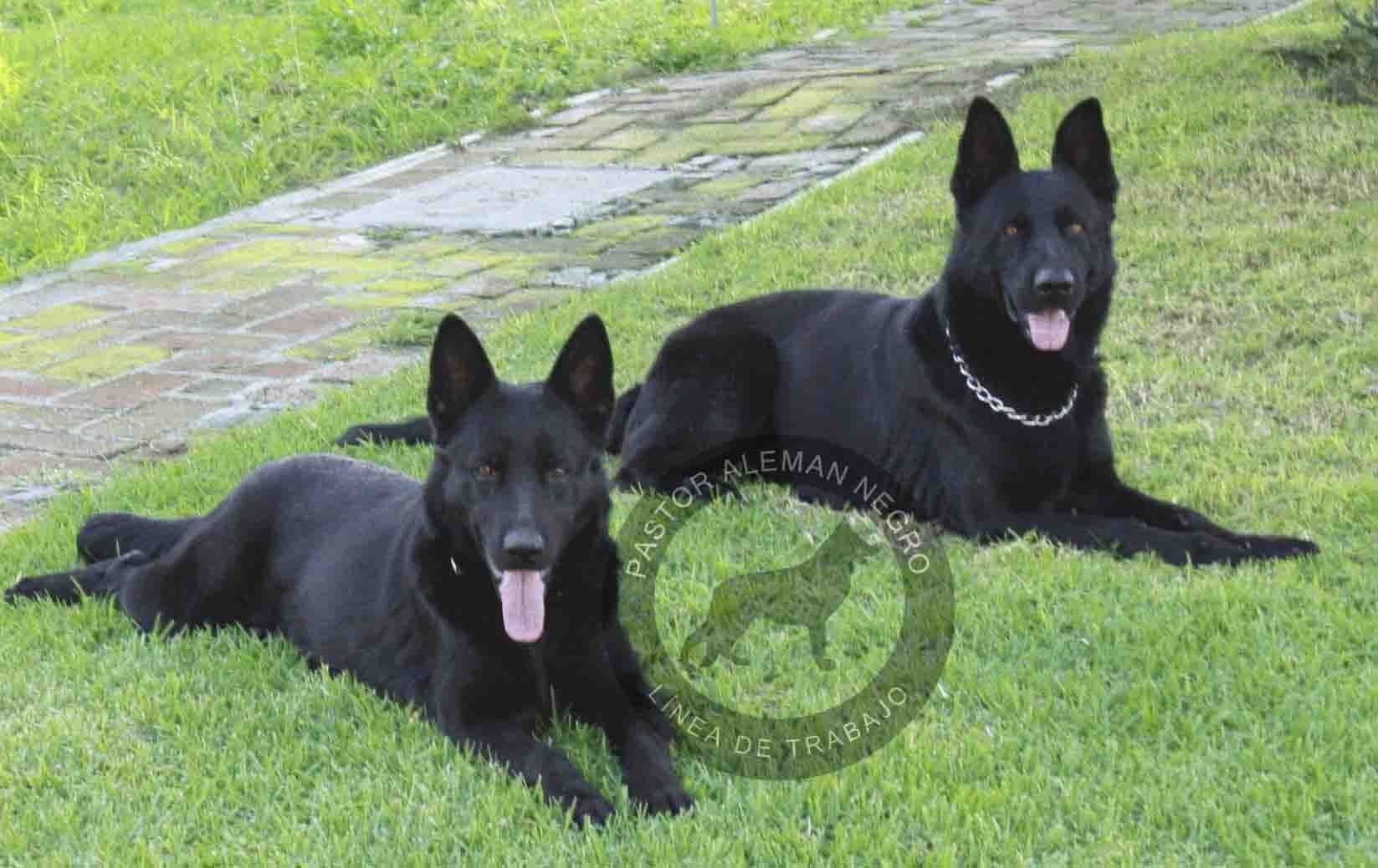pastor aleman negro linea de trabajo