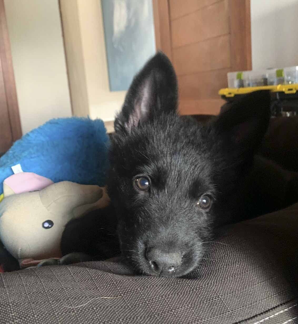 pastor aleman negro linea de trabajo